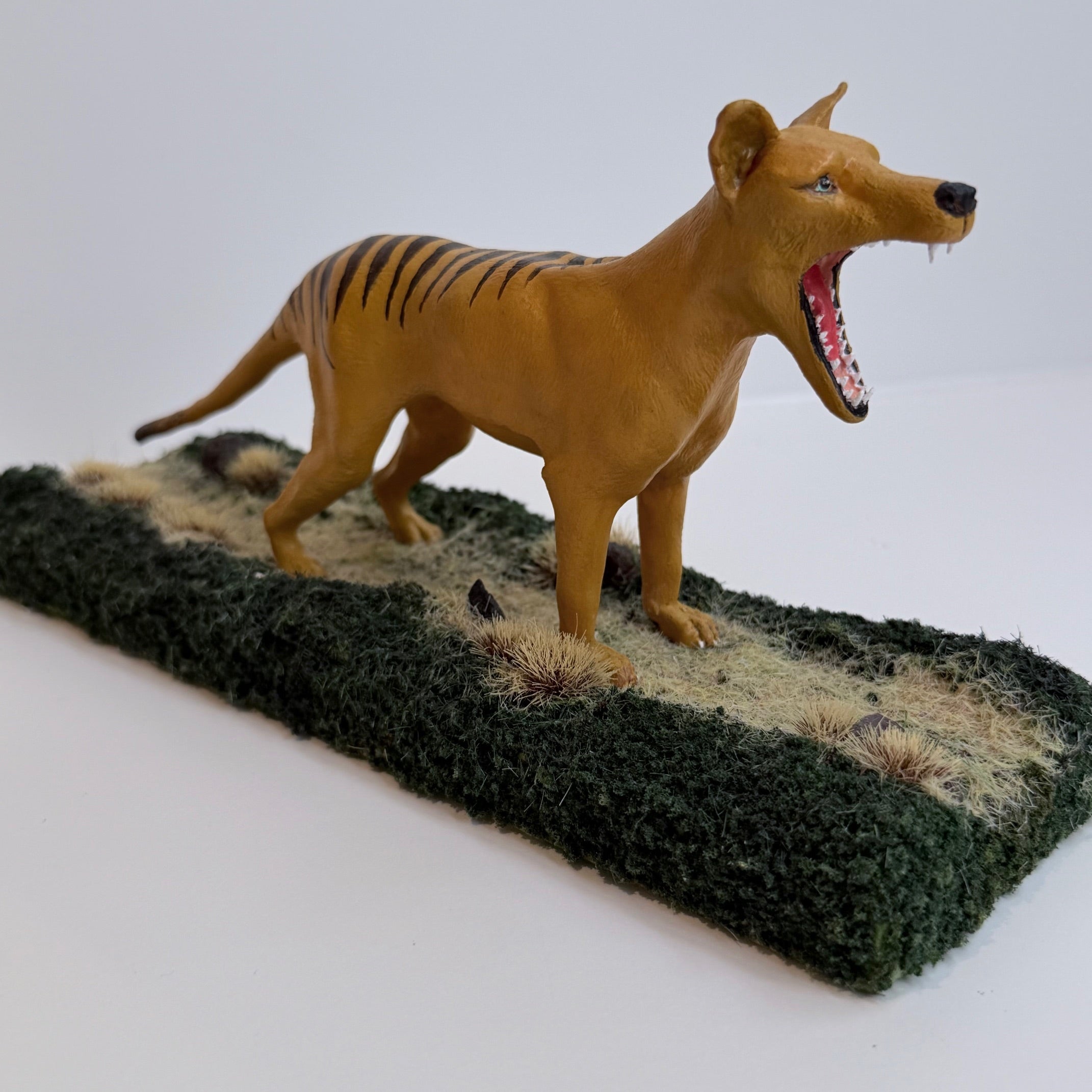 Roaring Tiger On Path